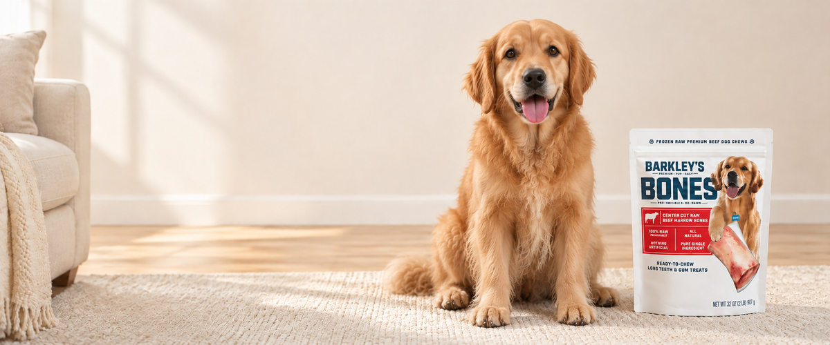 Golden retriever chewing a Barkley's marrow bone