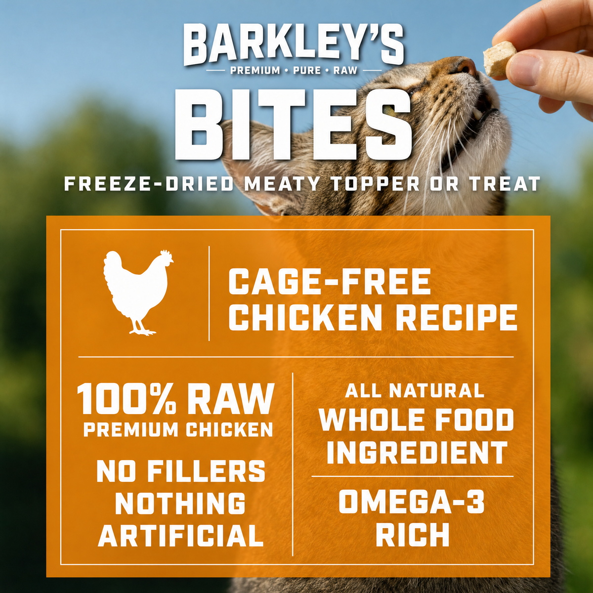 CAT BITES CHICKEN