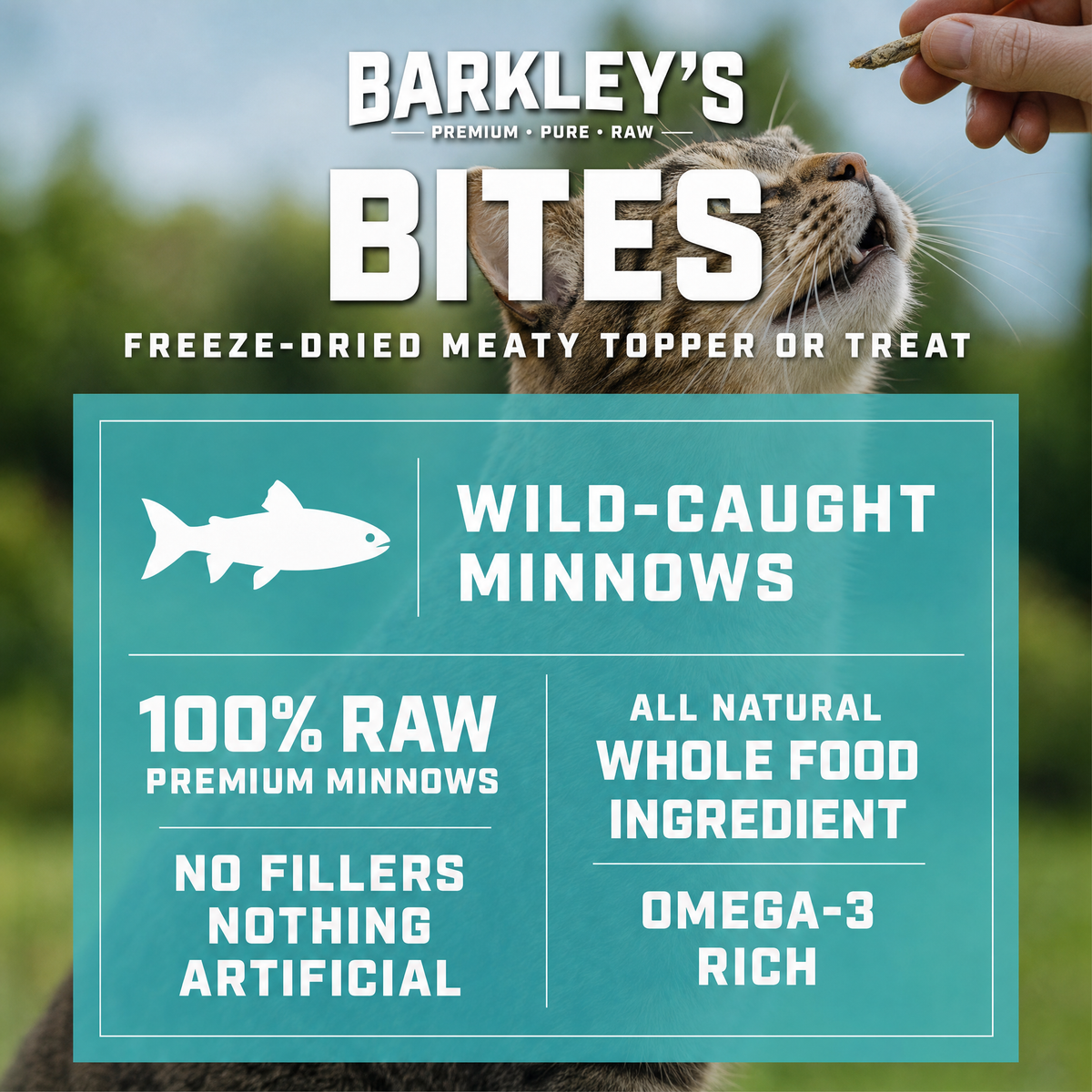 CAT BITES MINNOW