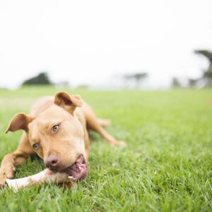 dog with bone