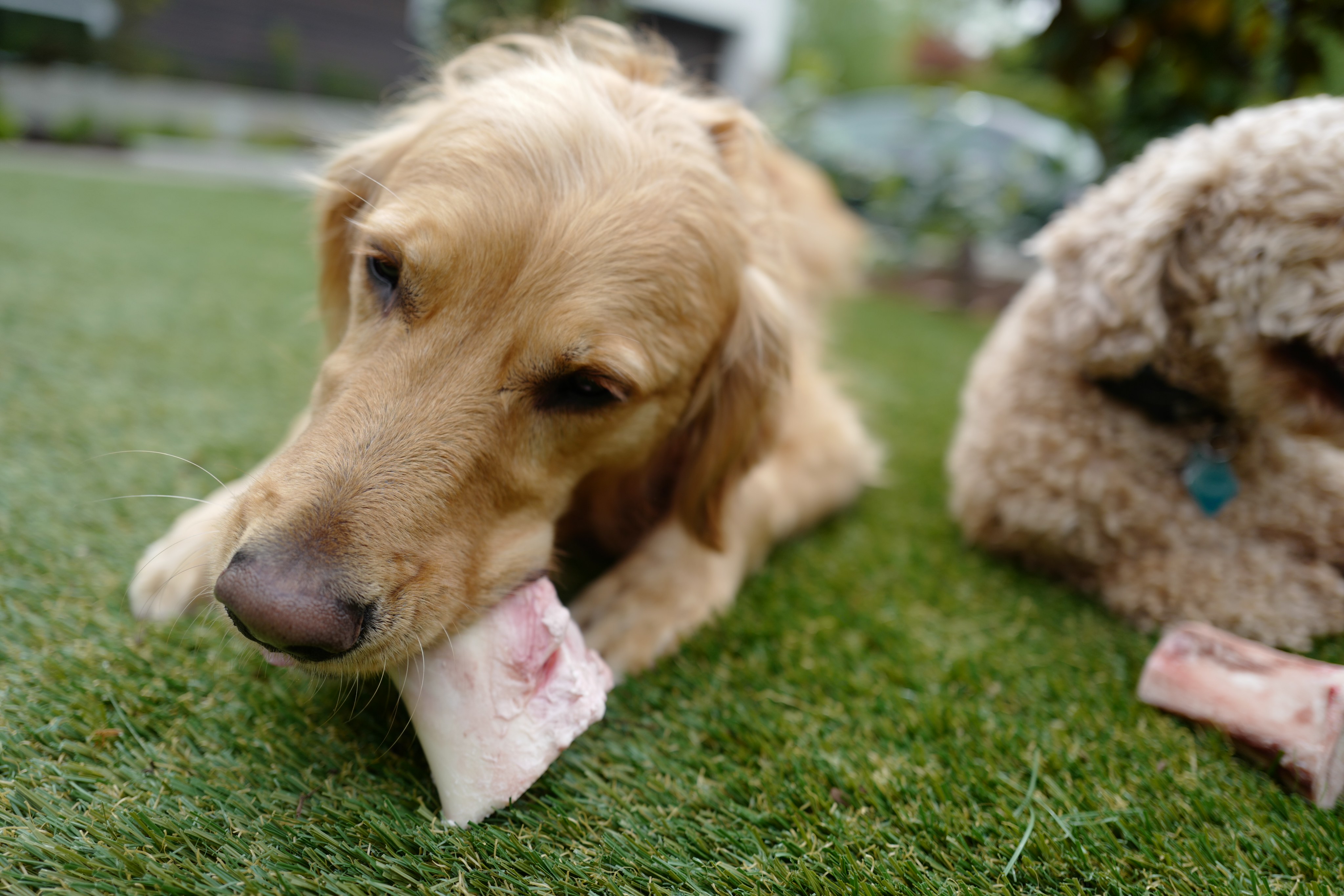 Giving dogs clearance frozen bones