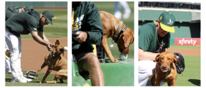 Dogs Days!! With the best groundsdog in the league…love to see Reba in  Oakland. 🐶⚾️