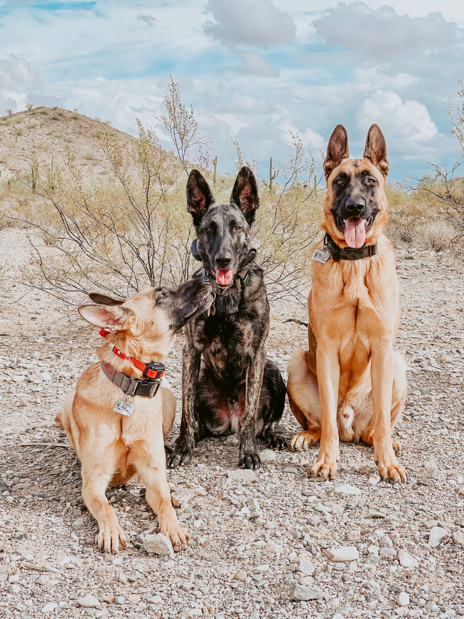 hiking with belgian malinois